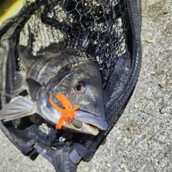 河川チニング&近郊ライトゲーム