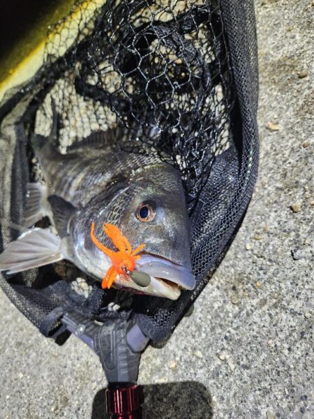 河川チニング&近郊ライトゲーム