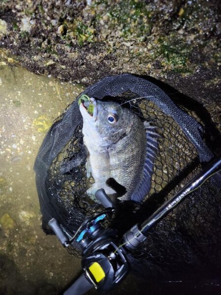 しごおわ冬チニング