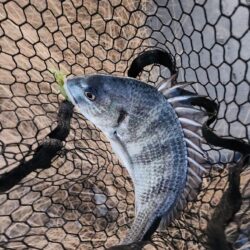 しごおわ極寒チニング