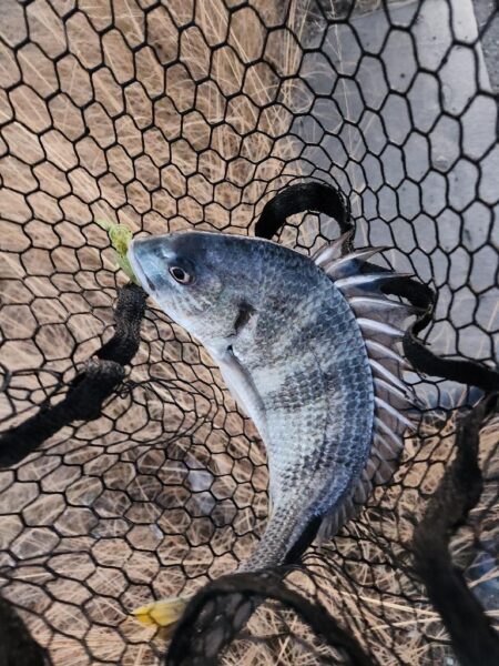 しごおわ極寒チニング