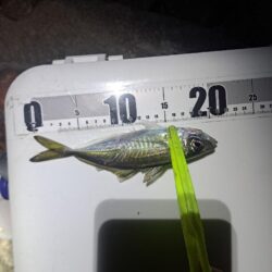 2026年1091初釣り