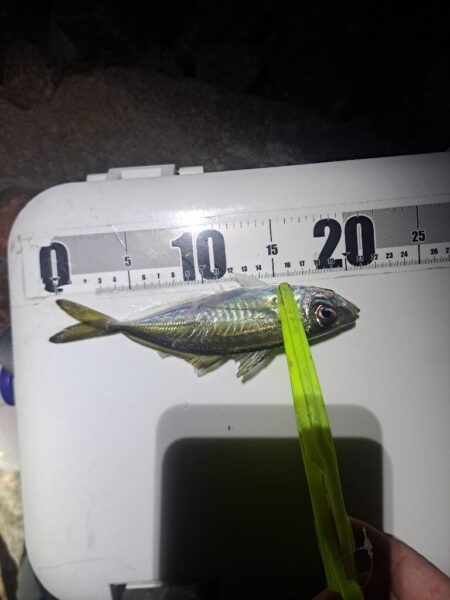 2026年1091初釣り