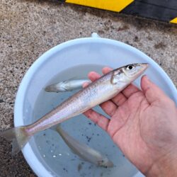 釣り納めは境港