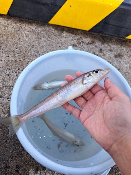 釣り納めは境港