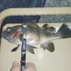 狙っての今季初メバル🐟️