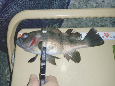 狙っての今季初メバル🐟️