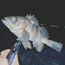 昨日ボウズからのリベンジ釣行🎣