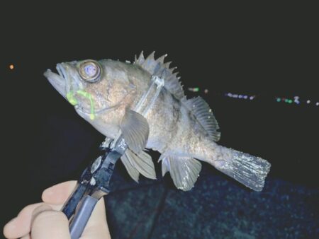 昨日ボウズからのリベンジ釣行🎣