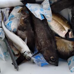 今年釣り始めは夜メバル