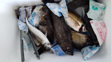 今年釣り始めは夜メバル