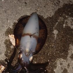 初釣りはビギナーズラックで救われた