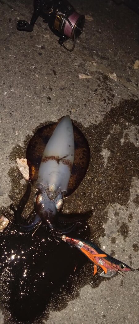 初釣りはビギナーズラックで救われた