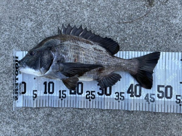 イチノ兄弟、釣果！