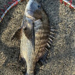 イチノ兄弟、釣果！