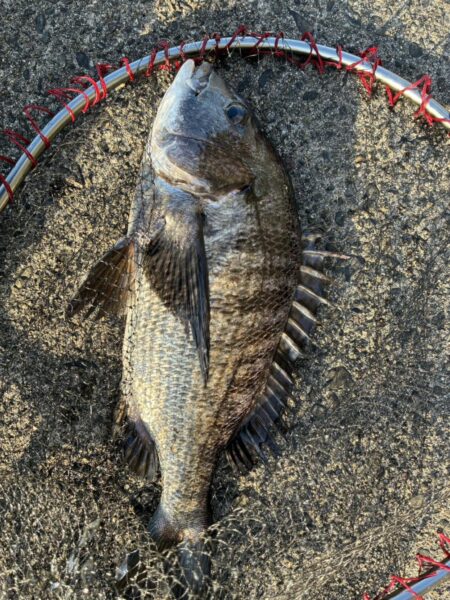 イチノ兄弟、釣果！