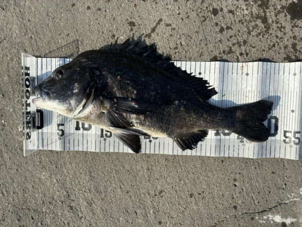 イチノ兄弟、釣果！