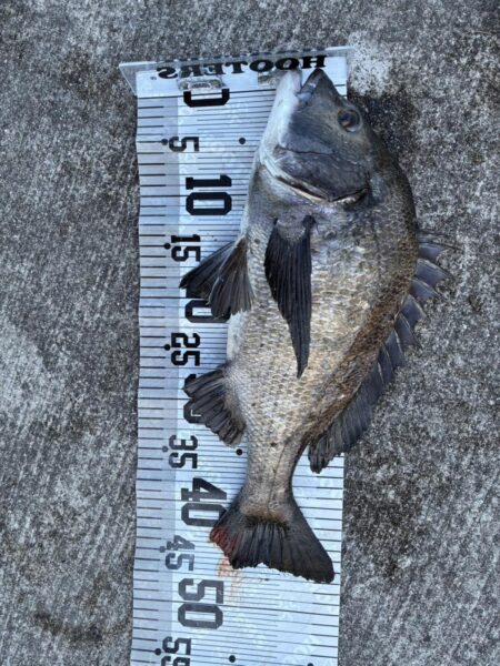 イチノ兄弟、釣果！