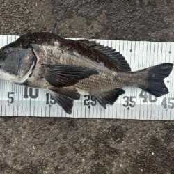 イチノ兄弟、釣果！