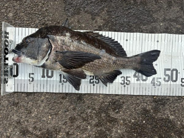 イチノ兄弟、釣果！