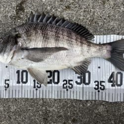 イチノ兄弟、釣果!