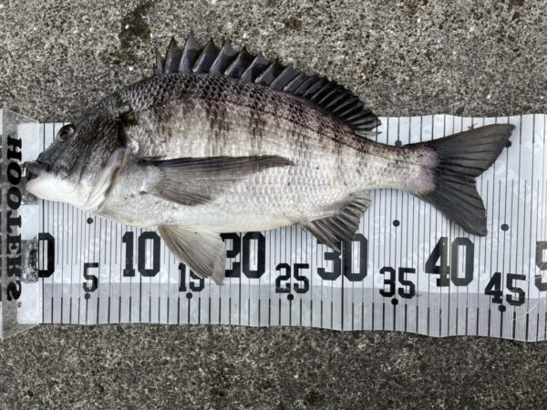 イチノ兄弟、釣果!