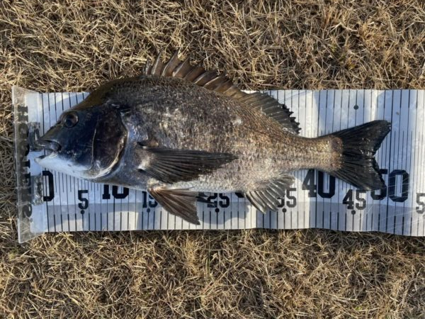 イチノ兄弟、釣果！