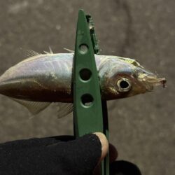 アジングは楽しい