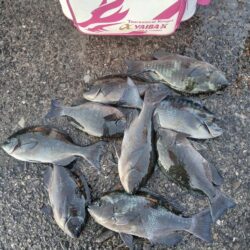 和歌山市江（吉丸渡船）で納竿３日目