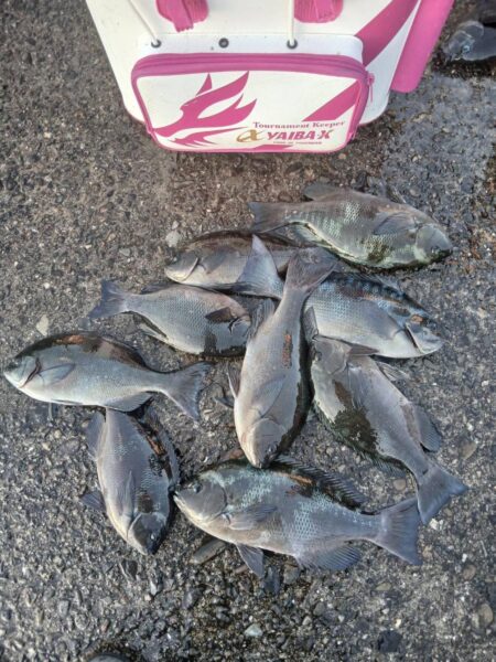 和歌山市江（吉丸渡船）で納竿３日目