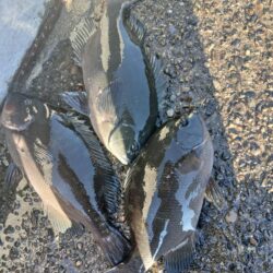 和歌山市江（吉丸渡船）で釣り納め2日目