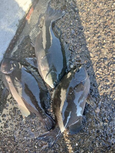 和歌山市江（吉丸渡船）で釣り納め2日目