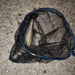 流れあり静かな海