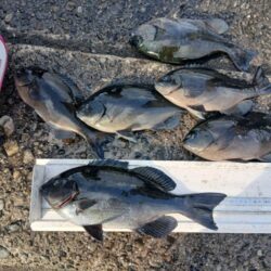 和歌山市江（吉丸渡船）でグレ釣り