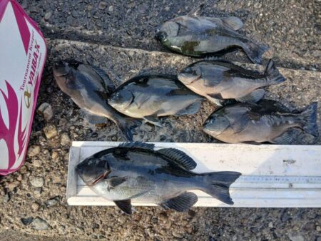 和歌山市江（吉丸渡船）でグレ釣り