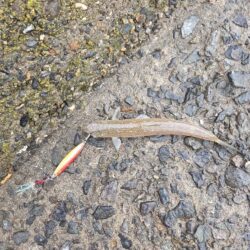 遠征3日目（釣り初め）