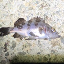 無風メバリング