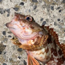 アジングのはずがガシリング