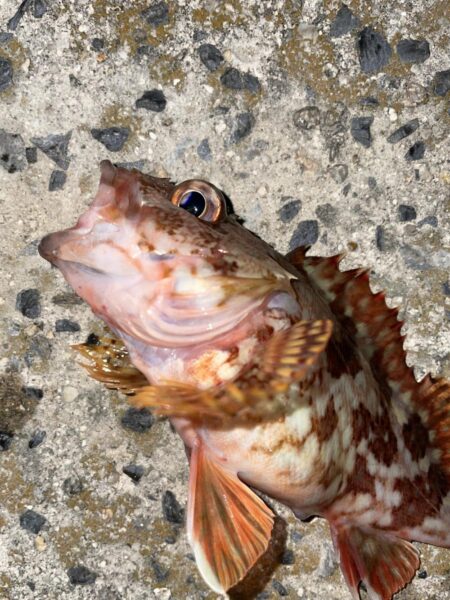 アジングのはずがガシリング