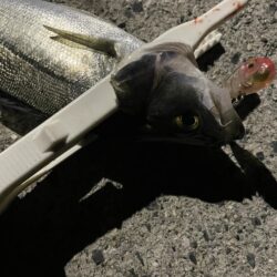 爆風シーバスゲーム