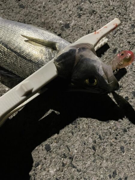 爆風シーバスゲーム