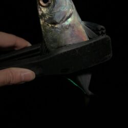 凪の日アジング