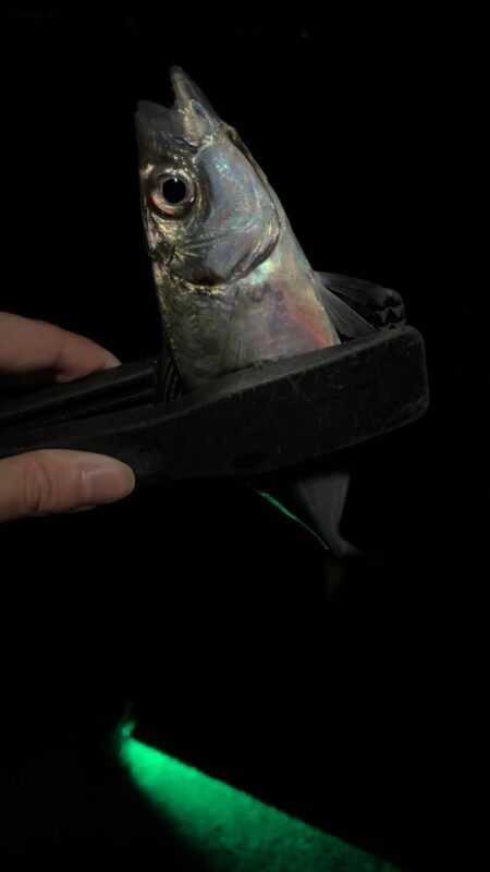 凪の日アジング