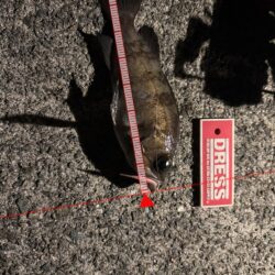 中アジを狙っての釣行しました！！