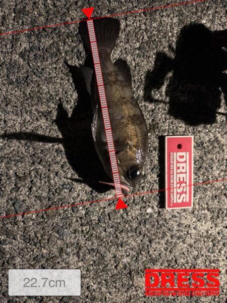 中アジを狙っての釣行しました！！