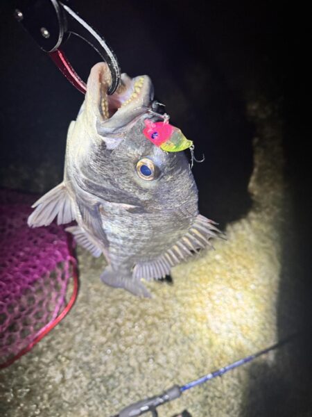 今年初のチニング