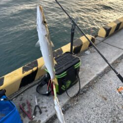 今日もカマスは爆釣でした
