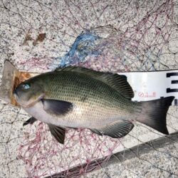 寒波の中メジナ!