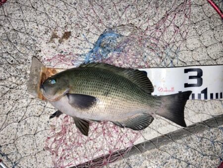 寒波の中メジナ!