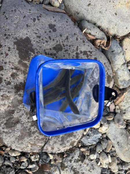 アマゴ管釣り第2戦〜初釣り・小柿渓谷放流釣…